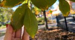 An image of the mockernut hickory leaves in the Rowan University Arboretum, Glassboro New Jersey.