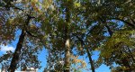 An image of the mockernut hickory tree in the Rowan University Arboretum, Glassboro New Jersey.