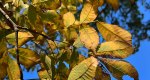 An image of the mockernut hickory leaves in the Rowan University Arboretum, Glassboro New Jersey.