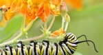A monarch-butterfly caterpillar.