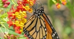 This Monarch butterfly is resting on Asclepias curassavica, a plant that is not beneficial to the migration of Monarch butterflies.
