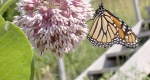 Monarchs are protected from many predators because they store toxic chemicals produced in their host plants, like this common milkweed .