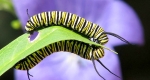 As the caterpillar grows, it eats a tremendous amount of milkweed to fuel its growth and development. 