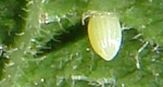  close-up view of a monarch butterfly egg.