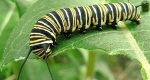 A photo of a monarch caterpillar eating a milkweed leaf.