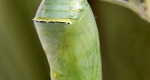 A photo of a monarch chrysalis hanging from a twig,