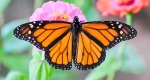 A photo of a monarch butterfly.