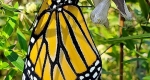 A monarch butterfly emerges from chrysalis.
