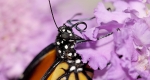 Mouthparts of the adult monarch butterfly.