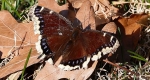 A mourning cloak with its wings spread out, making the yellow border around the wings visible. 