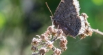 An adult mourning cloak, with its wings held together, resting on a wilted flower. 