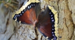 A mourning cloak perched on a tree with the blue circles surrounded by black on their wings visible. 