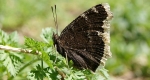 A mourning cloak with its wings held shut, showing the camouflaged underside of them. 