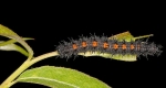 A mourning cloak larvae eating the leaf of a plant, starting at the tip and working backwards towards the stem. 