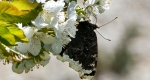 An adult mourning cloak, with its wings held together, holding the underside of a flower. Its long, coiled proboscis can be seen drinking nectar from the flower.