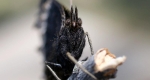 An adult mourning cloak, facing the camera, on top of a piece of wood. 