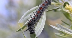 A mourning cloak larva eating a leaf from a host plant with the spines on their body visible. 