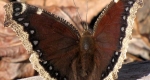 An adult mourning cloak resting on some wood. 