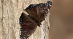 An adult mourning cloak on a tree, the wing border is frayed and damaged. 