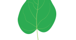 Northern Catalpa Leaf Illustration