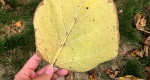 An image of the northern catalpa leaf in the Rowan University Arboretum, Glassboro New Jersey.