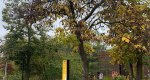 An image of the northern catalpa in autumn in the Rowan University Arboretum, Glassboro New Jersey.