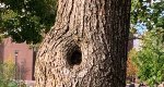 An image of the northern catalpa trunk in the Rowan University Arboretum, Glassboro New Jersey.