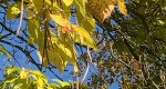 An image of the northern catalpa leaves in the Rowan University Arboretum, Glassboro New Jersey.