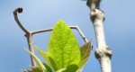 An image fo the northern catalpa growing leaves in the Rowan University Arboretum, Glassboro New Jersey.