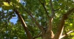 An image of the Northern Red Oak branches and leaves in the Rowan University Arboretum, Glassboro New Jersey.