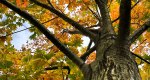 An image of the Northern Red Oak leaves in autumn in the Rowan University Arboretum, Glassboro New Jersey.