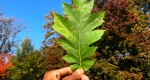 An image of the Northern Red Oak leaf in the Rowan University Arboretum, Glassboro New Jersey.