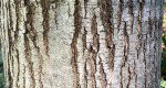 An image of the Northern Red Oak bark in the Rowan University Arboretum, Glassboro New Jersey.