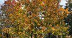 An image of the Northern Red Oak in autumn in the Rowan University Arboretum, Glassboro New Jersey.