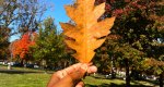 An image of the Northern Red Oak leaf in autumn in the Rowan University Arboretum, Glassboro New Jersey.