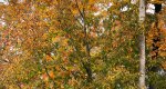An image of the Northern Red Oak leaves in autumn in the Rowan University Arboretum, Glassboro New Jersey.