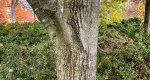 An image of the Northern Red Oak trunk in the Rowan University Arboretum, Glassboro New Jersey.