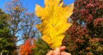 An image of the Northern Red Oak leaf in autumn  in the Rowan University Arboretum, Glassboro New Jersey.