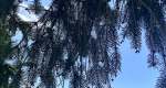 Photo shows a branch of the pine needles of a Norway Spruce tree. The tree is found within the Rowan University arboretum.