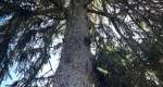 An upward photo of a Norway Spruce tree. The tree is found within the Rowan University Arboretum.