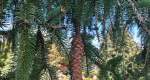 A photo of a Norway Spruce pine cone, pine needles, and branches.. The tree is found within the Rowan University Arboretum.