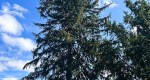 A photo of a Norway Spruce tree. The tree is found within the Rowan University Arboretum.