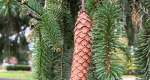 A photo of a femail pine cone from a Norway Spruce tree. The tree is found within the Rowan University Arboretum.