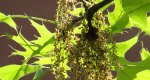 An image of pin oak leaves and catkins in early spring in the Rowan University Arboretum, Glassboro New Jersey.