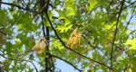 An image of pin oak leaves and catkins in early spring in the Rowan University Arboretum, Glassboro New Jersey.