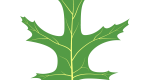 Vector illustration of a pin oak leaf.