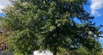 An image of the Pin oak tree in the Rowan University Arboretum, Glassboro New Jersey.