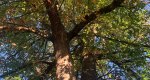 An image of the Pin oak leaves and branches in the Rowan University Arboretum, Glassboro New Jersey.