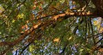 An image of the Pin oak branches and leaves in fall in the Rowan University Arboretum, Glassboro New Jersey.