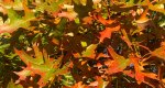 An image of the Pin oak leaves in fall in the Rowan University Arboretum, Glassboro New Jersey.